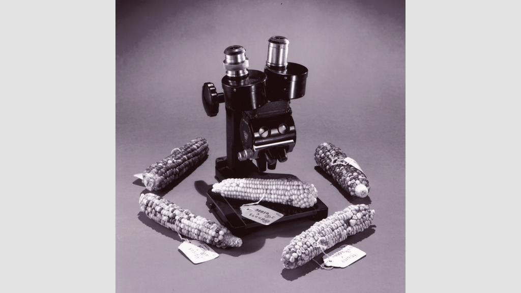 Image showcasing Barbara McClintock: A Visionary Ahead of Her Time | Carnegie Science
